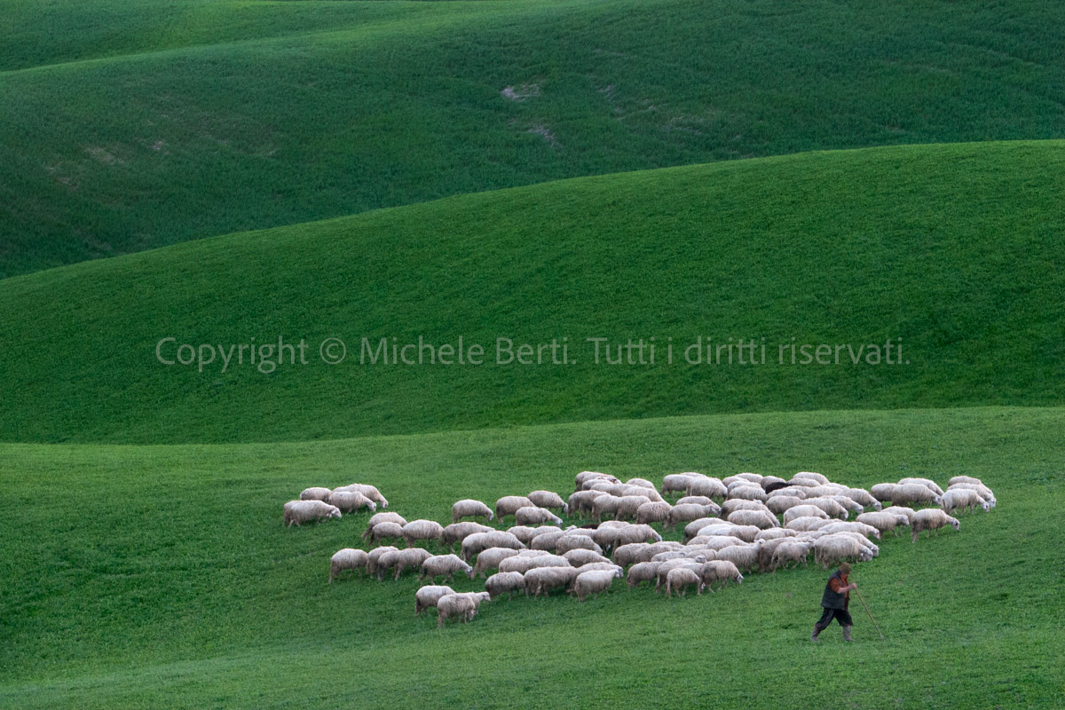 Gregge di pecore con pastore nelle crete senesi