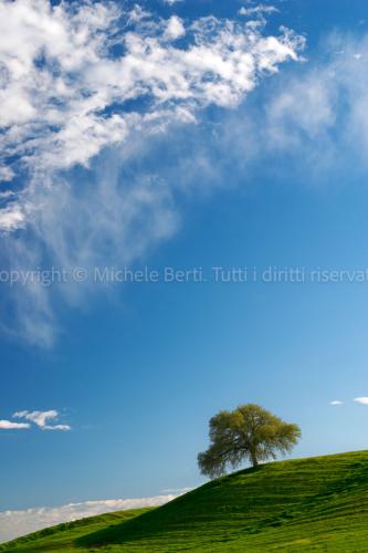 Paesaggio con albero