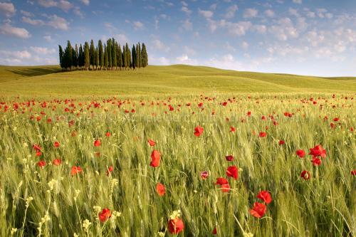 Boschetto di cipressi con campo di grano e papaveri, valdorcia