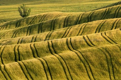 Campo di grano, crete senesi