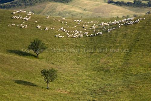 Gregge di pecore, crete senesi