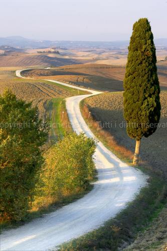 Strada bianca con cipresso nelle crete senesi