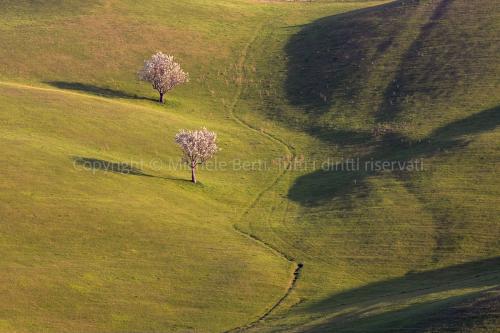 Paesaggio con due alberi