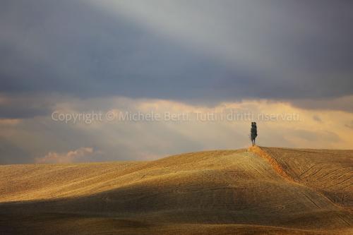 Campo di grano con cipresso e cielo a temporale