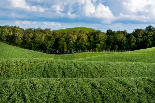 Campi di grano, crete senesi