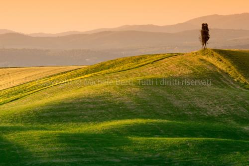 Campo di grano con cipresso, crete senesi
