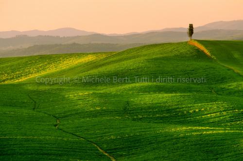 Campo di grano con cipresso, crete senesi