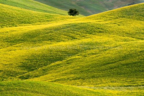 Campo in fiore con quercia, crete senesi