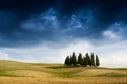 Boschetto di cipressi in valdorcia
