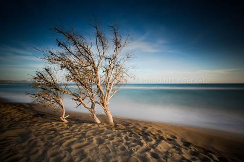 Albero sulla spiaggia in maremma