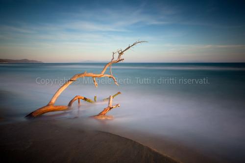 Tronco sulla spiaggia in Maremma