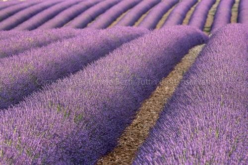 Campo di lavanda in Provenza, Francia