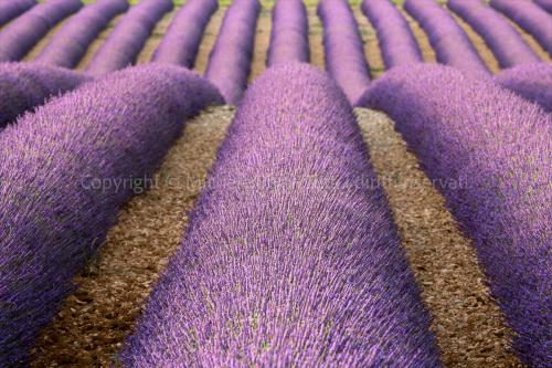 Campo di lavanda in Provenza, Francia