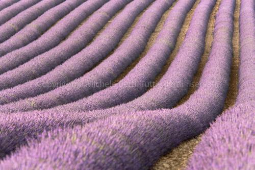 Campo di lavanda in Provenza, Francia