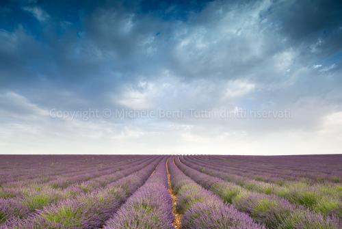Campo di lavanda in Provenza, Francia