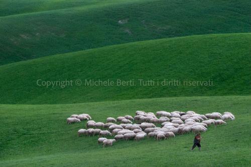 Gregge di pecore con pastore nelle crete senesi