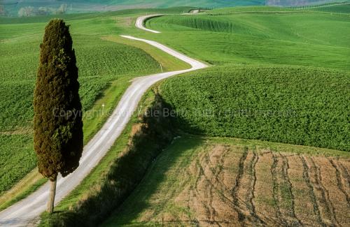 Strada sterrata con cipresso, crete senesi