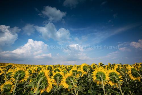Paesaggio della Valdichiana con girasoli