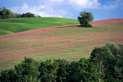 Paesaggio primaverile della Maremma, nei pressi di Grosseto