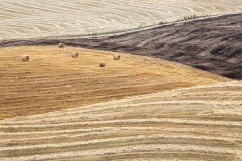 Campi di grano battuto nelle crete senesi