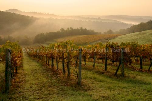 Una vigna al sorgere del sole nel chianti senese