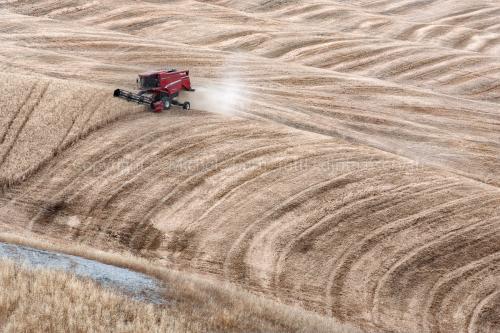 una mietitrebbia al lavoro in un campo di grano nelle crete senesi