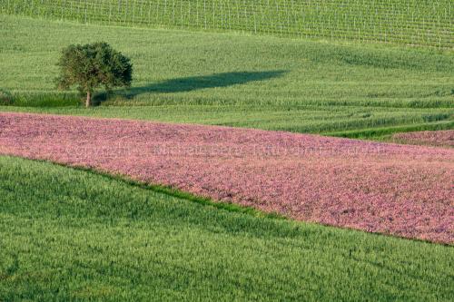 Paesaggio in valdorcia 