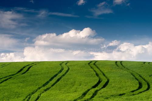 Campo di grano, crete senesi