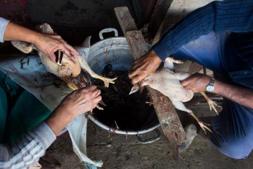 L'elogio del pollo ruspante
